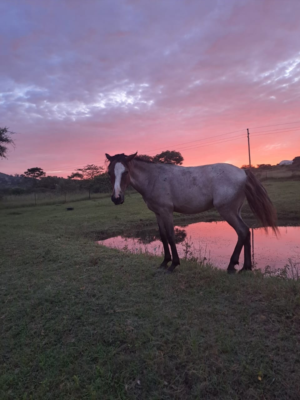 Equistrath kzn assagay feeds horses 1 odin2