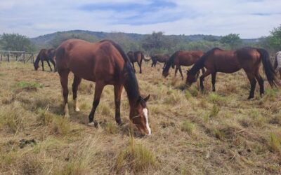 Herd life for horses