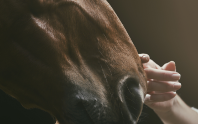 Everyone Can Help Fight AHS (African Horse Sickness)