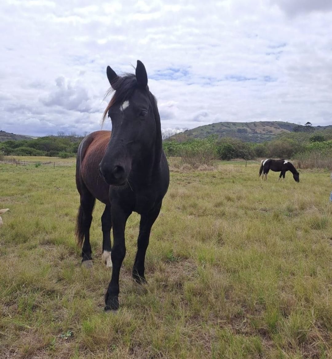 Magic Rosslyne Prince Skye